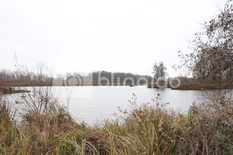Goudse-hout