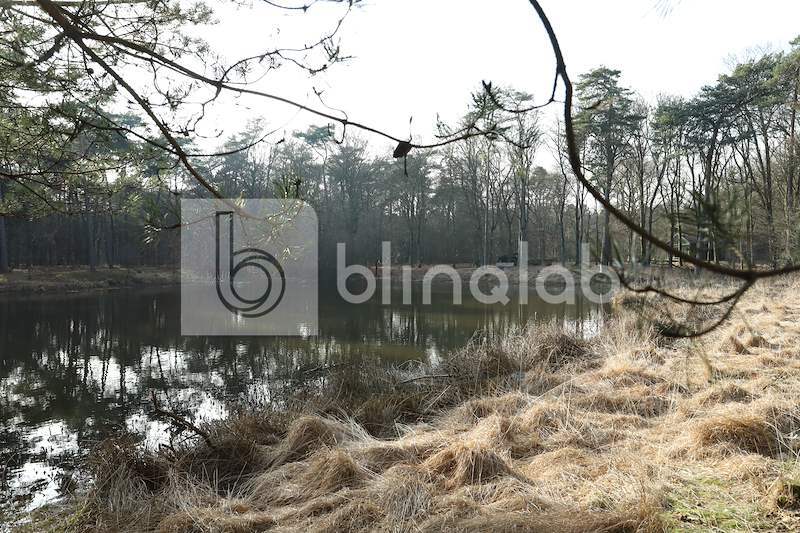 Oisterwijkse-bossen-en-vennen-1