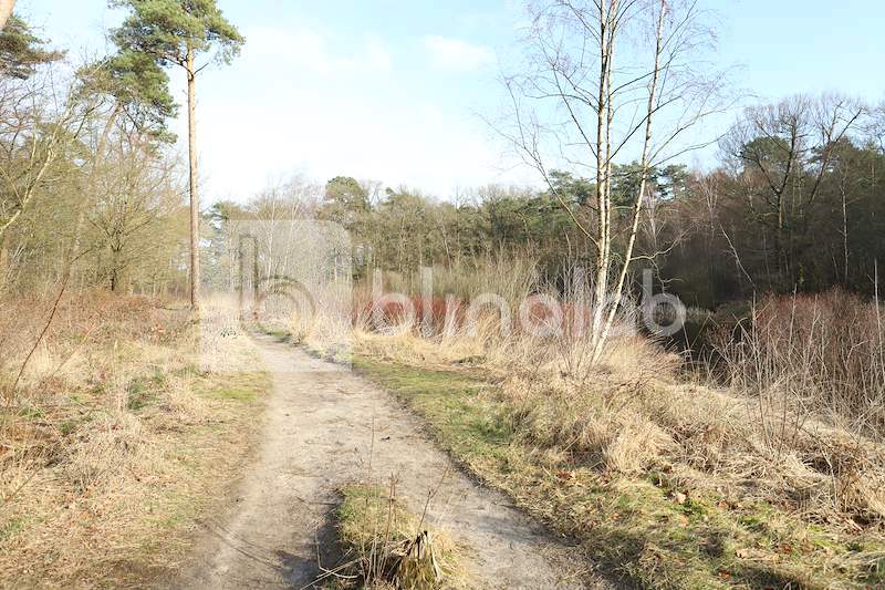 Oisterwijkse-bossen-en-vennen-3