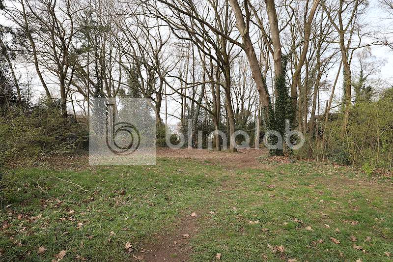 Sweelincklaan-Bos-2
