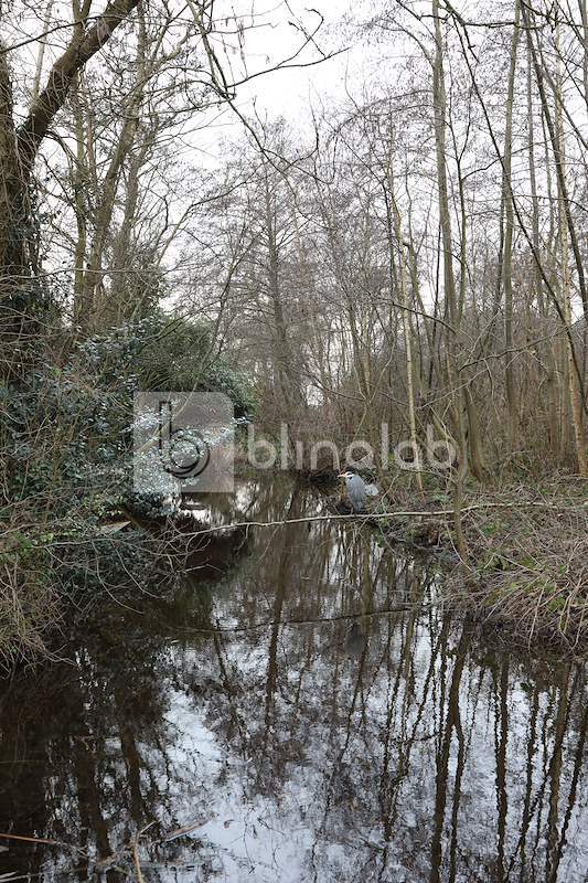 Amsterdamse-Bos_1