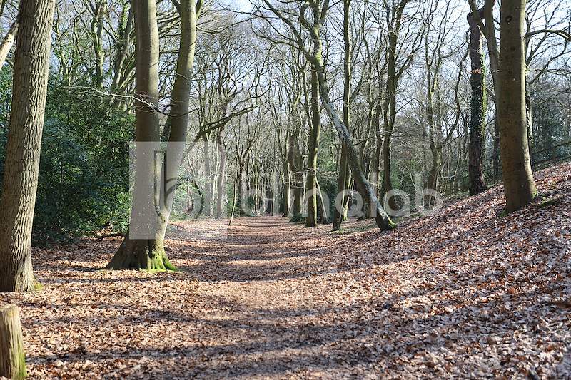 Bergerbos-Bergen-NH-4