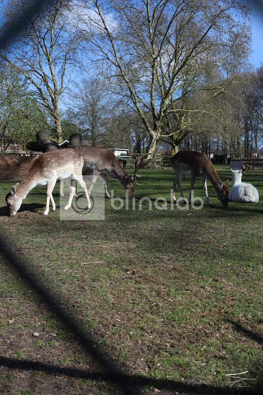 Hertenkamp_3