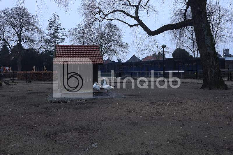 Kinderboerderij-ganzen