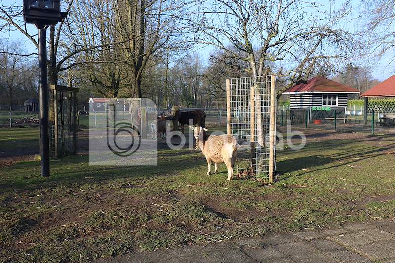 Kinderboerderij-noord_3