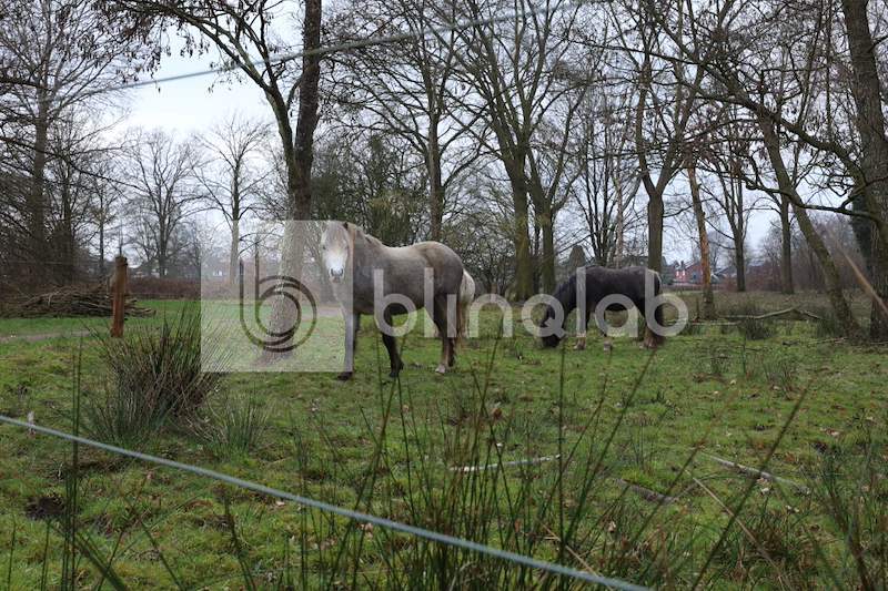 Mozartpark_3