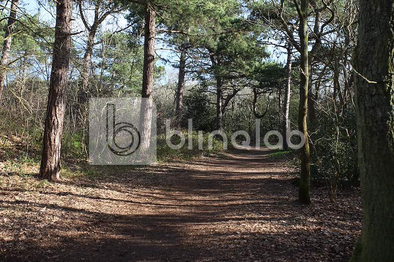 Pettemerduinen-Petten-aan-Zee-3