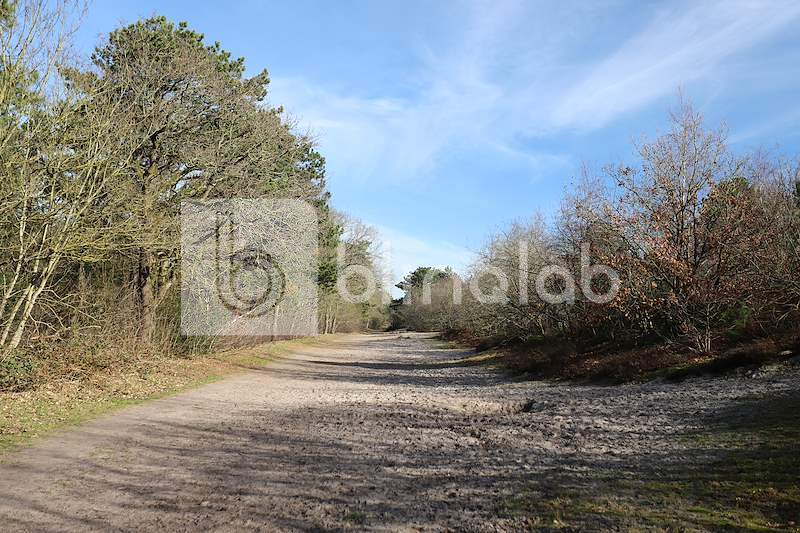 Pettemerduinen-Petten-aan-Zee-5