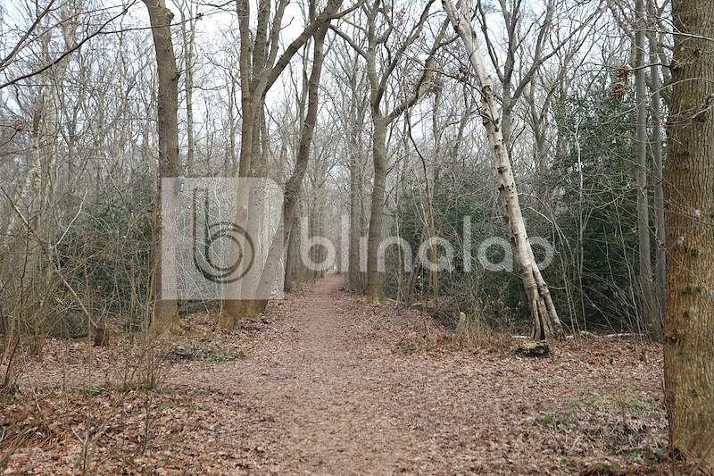 Wildrijk-bos-Sintmaartensbrug-7