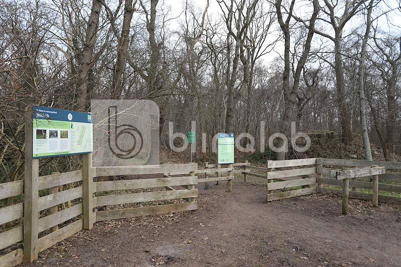 Wildrijk-bos-Sintmaartensbrug-8