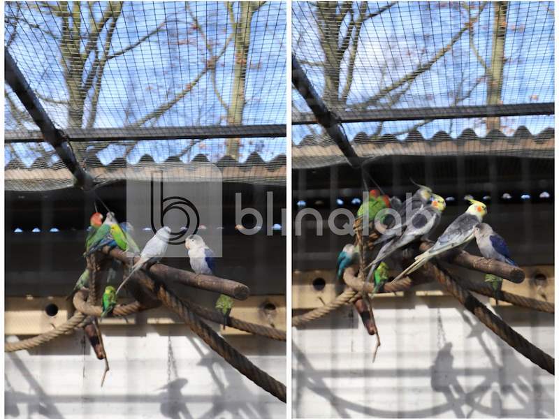 collagevogels