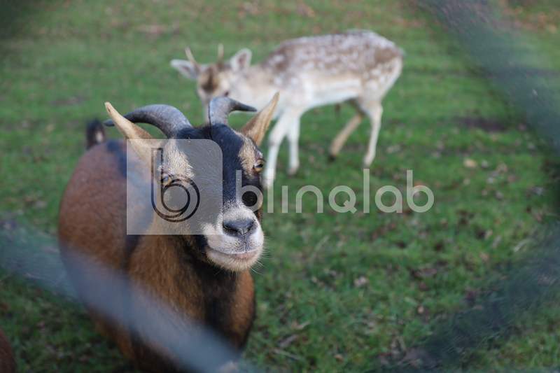 IMG_1419-dierenweide-oosthavendijk