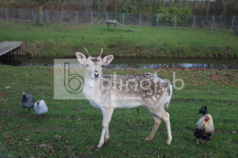 IMG_1421-Dierenweide-Oosthavendijk
